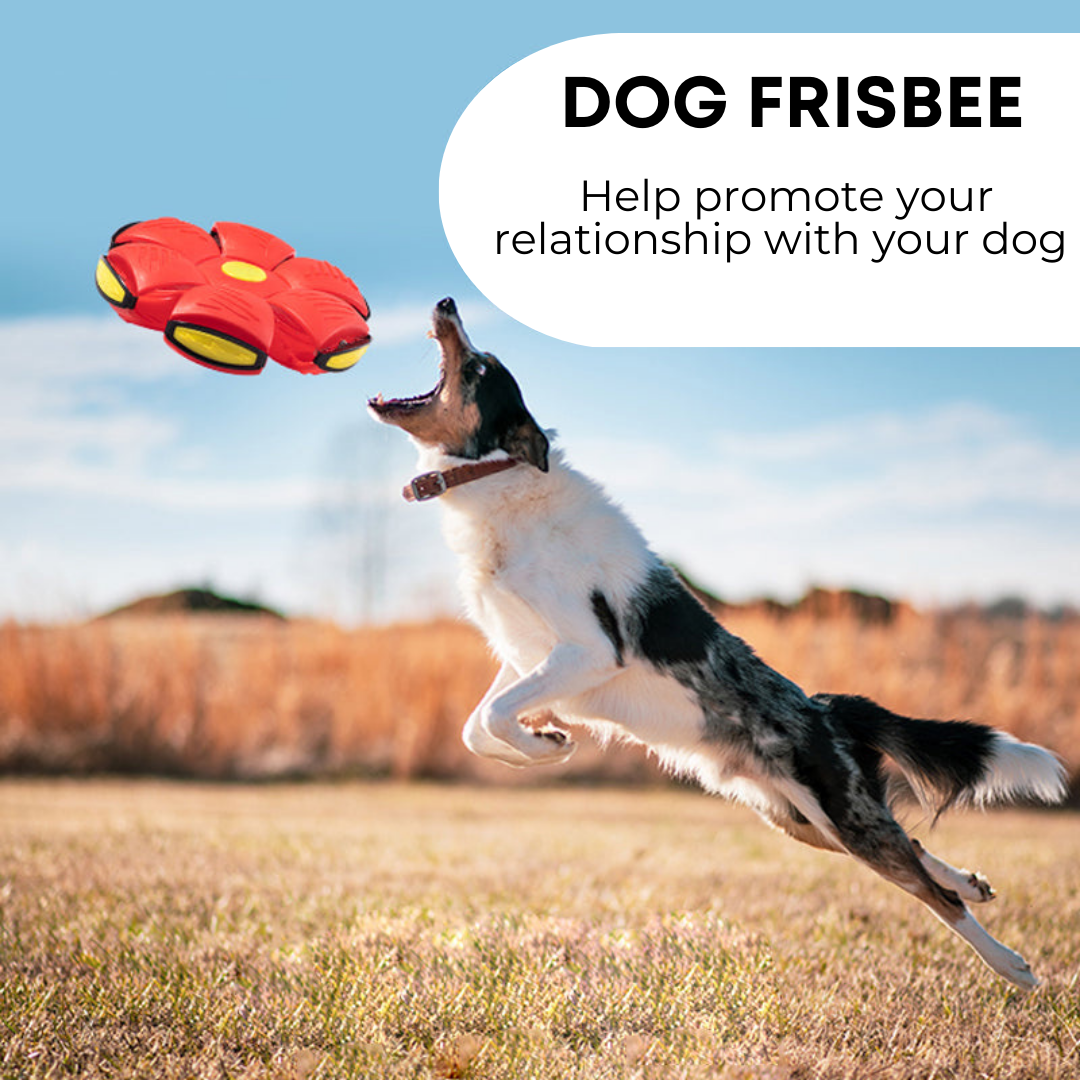 durable dog frisbee for fetch"